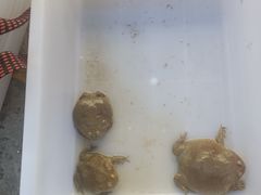 -中环花鸟鱼虫市场