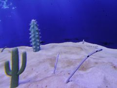 -芜湖新华联大白鲸海洋公园