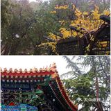 北京要下雪了，是不是故门票约不上，来太庙