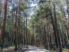 -重庆睡佛山森林公园
