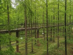 -黄海国家森林公园