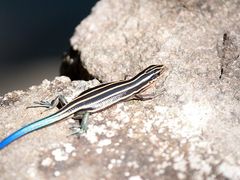 -楠溪江风景名胜区