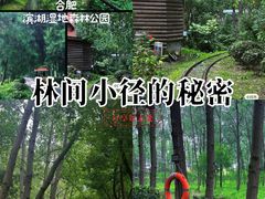 -合肥滨湖国家森林公园