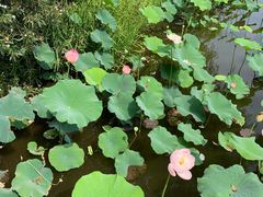 -荷塘月色湿地公园·向阳花洲