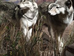 -陕西自然博物馆