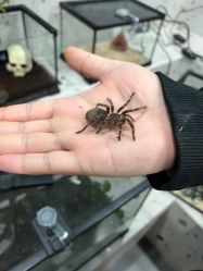 -Moni星球萌宠·小马宝莉·灵蛇·高端高阶全萌宠互动体验俱乐部(红豆国际广场店)