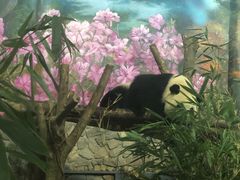 -都江堰中华大熊猫苑