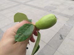 -济南国际园博园