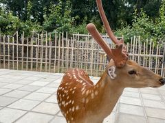 -北京野生动物园