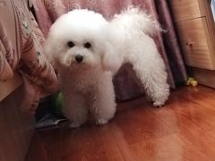 -翊宠yipet猫狗购宠庄园犬舍•猫舍