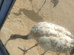-盐城丹顶鹤湿地生态旅游区