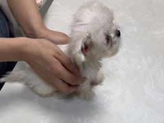 -中农国际动物医院24小时·猫科·骨科·急重症中心