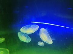 -北戴河圣蓝海洋公园