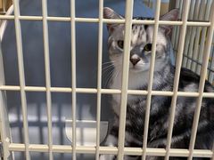 -柴犬高等学院·狗咖·柴犬售卖·宠物训练