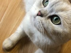 -猫和宫(六道口店)