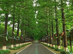 -黄海国家森林公园