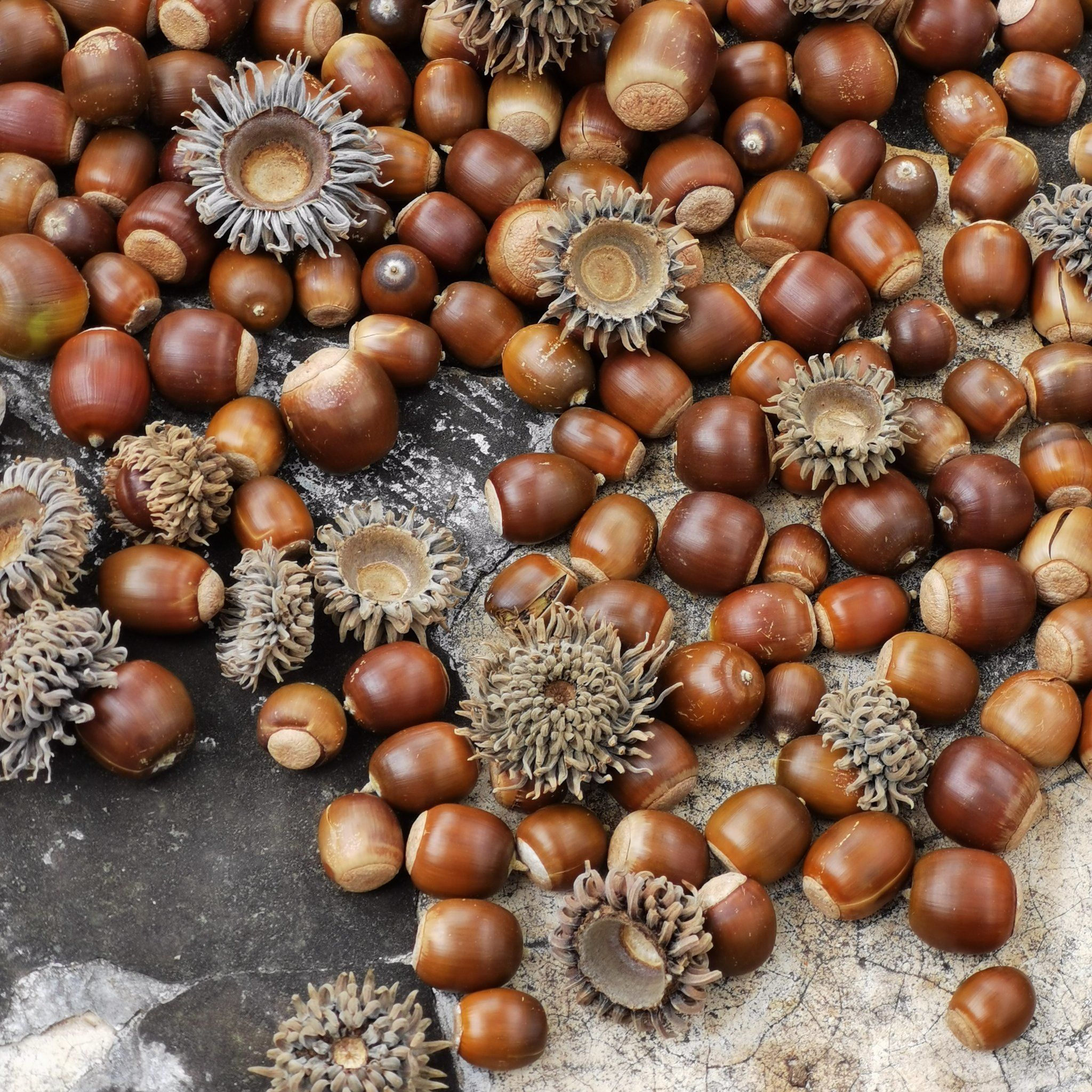 0元玩转这座城黑龙潭果然橡树果好多啊