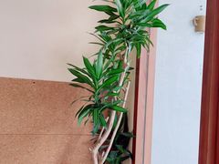 -Radar Coffee(思南路店)