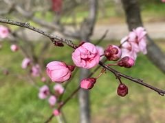 -梅花山(明孝陵内)