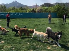 -趣玩宠物乐园寄养训犬训狗游泳池