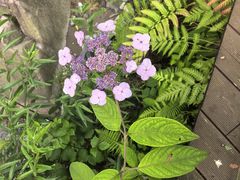 -西岭雪山大飞水景区