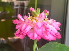 -荷风细雨·中国茶宴(世纪大道店)