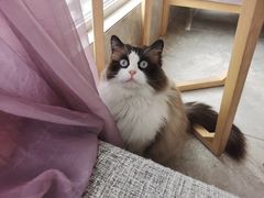 -有猫儿腻咖啡厅.猫咖