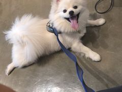 -PETKIT 小佩宠物·低压洗护·美容·寄养(安远店)