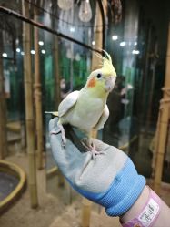 -神奇动物撸宠馆·羊驼·小浣熊·异宠(豫园店)