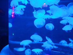 -太平洋海底世界