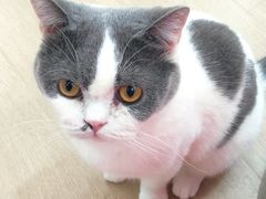 -1013 PET SHOP 宠物商店(近铁城市广场店)