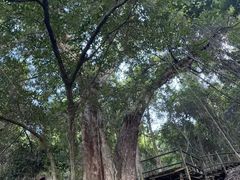 -海南霸王岭国家森林公园