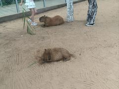 -西霞口神雕山野生动物世界