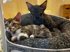 -momokira米努特·德文卷毛猫·棉花面纱犬