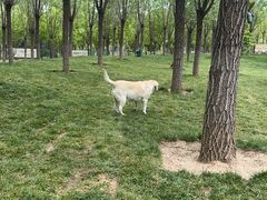 -爪吧宠物乐园 (温榆河示范区店)