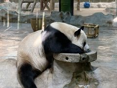 -栾川竹海野生动物园