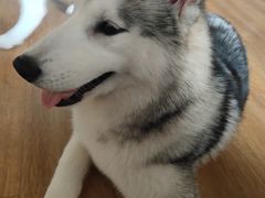 -Husky Go! 哈士奇体验馆·宠物咖啡厅狗咖