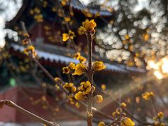 -国家植物园南园