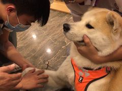 -宠爱国际动物医院·消化内科·心肾内科·ISFM猫友好(望京店)
