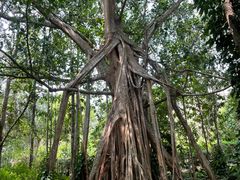 -中国科学院西双版纳热带植物园