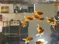 -溪岸路花鸟市场