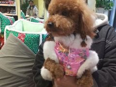 -宠颐生宠物医院·骨外科·犬猫全科诊疗中心(池州店)