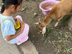 -马陆小张葡萄园农家乐