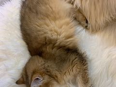 -momokira米努特·德文卷毛猫·棉花面纱犬