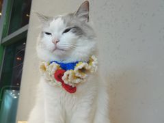 -喵喵咪呀布偶猫咖(春熙路店)