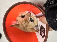 -美联众合宠物医院·爱萌分院·内外科·猫科中心