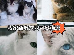 -萌兽医馆·宠物医院·猫骨科(创景店)