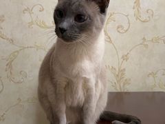 -纳吉亚猫专科动物诊疗中心(蒋宅口分院)