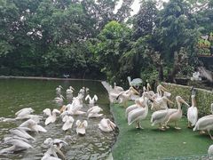 -广州长隆飞鸟乐园