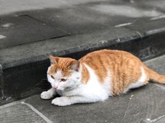 -宫廷糕点铺(建设路店)